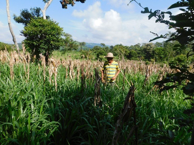 Establecimiento de 15 manzanas de sistemas silvopastoriles con pasto mejorado y cercas vivas con especies de uso múltiple.