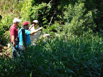 Siembra de 2,900 arboles forestales, siembra de pasto mejorado, zacate de corte entrega de alambre de púas para delimitación.
